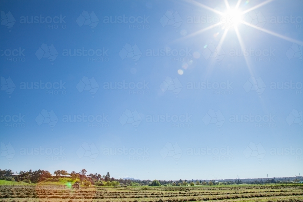 Tractor turning over windrows of lucerne hay in sunny paddock - Australian Stock Image
