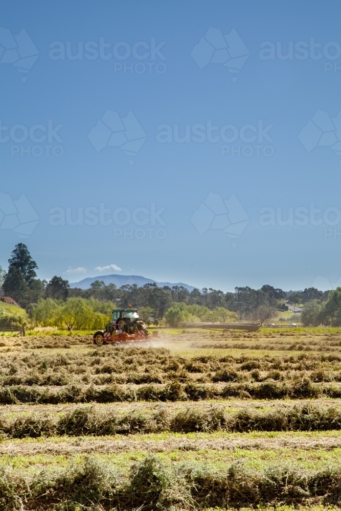 Tractor turning over windrows of lucerne hay in sunny paddock - Australian Stock Image