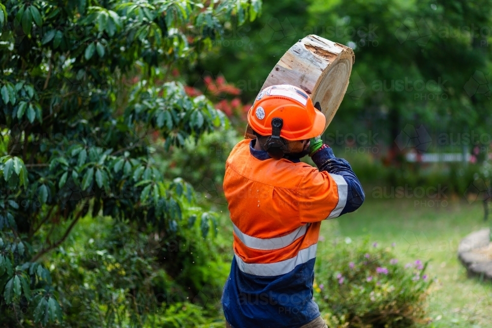Tradie workman carrying log round of wood away from tree stump - Australian Stock Image