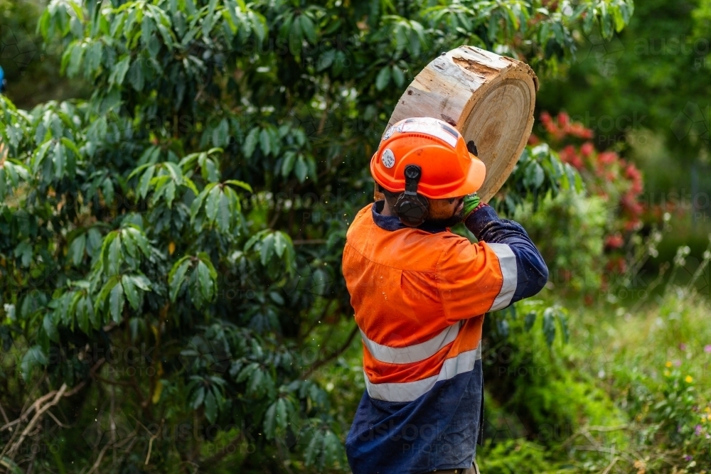 Image of Tradie workman carrying log round of wood away from tree stump