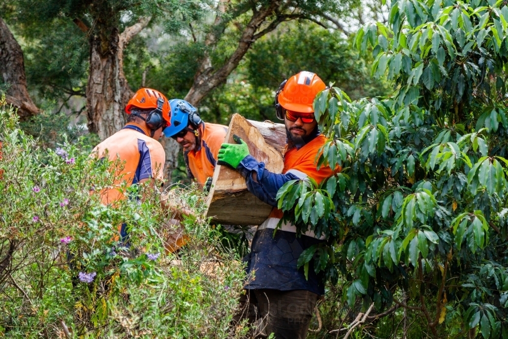 Image of Tradie workman carrying log round of wood away from tree stump