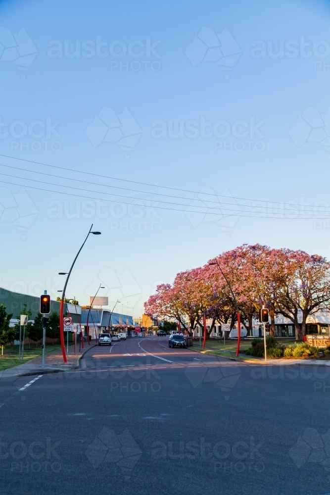 Traffic lights and jacaranda tree on John Street Singleton, Hunter Valley NSW - Australian Stock Image