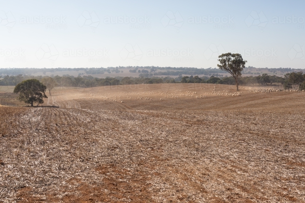 Trail feeding sheep during drought - Australian Stock Image