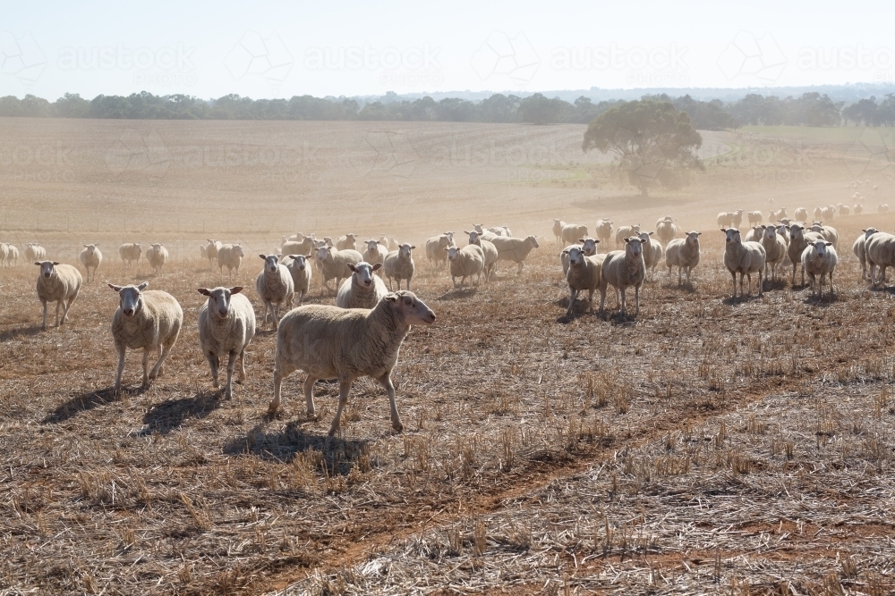 Image of Trail feeding sheep during drought Austockphoto