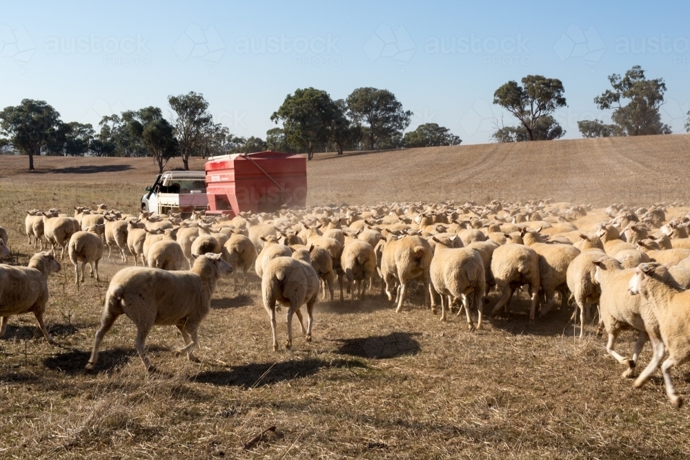 Image of Trail feeding sheep during drought Austockphoto