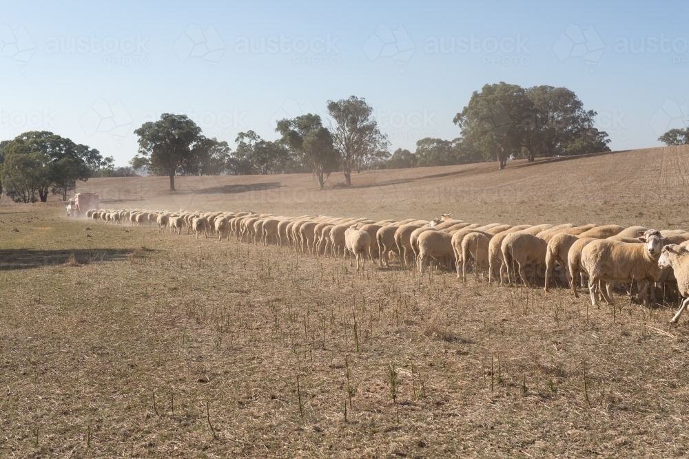 Image of Trail feeding sheep during drought Austockphoto