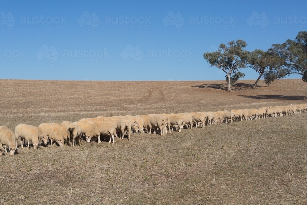 Image of Trail feeding sheep during drought Austockphoto