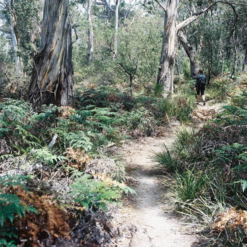 Trail into the Bush Land - Australian Stock Image