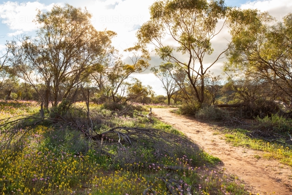 Trail through bush with wildflowers - Australian Stock Image