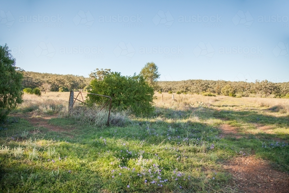 Trail through country paddocks in morning light - Australian Stock Image