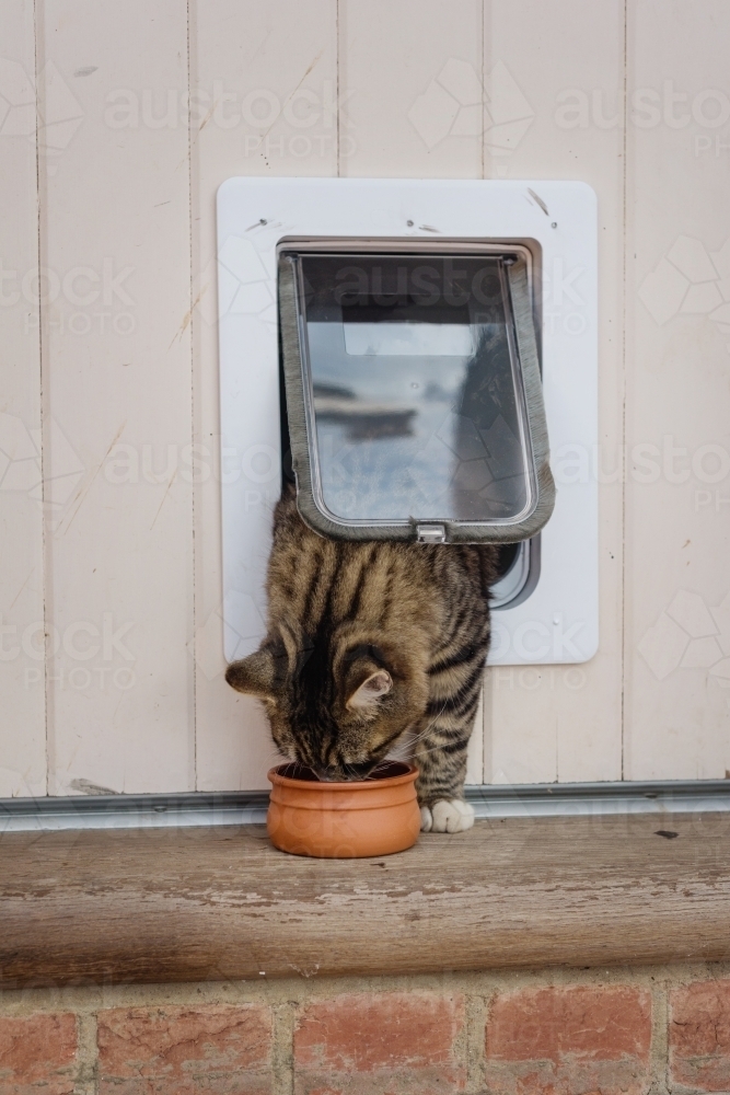 Image Of Training A Cat To Use A Cat Flap With Food Austockphoto