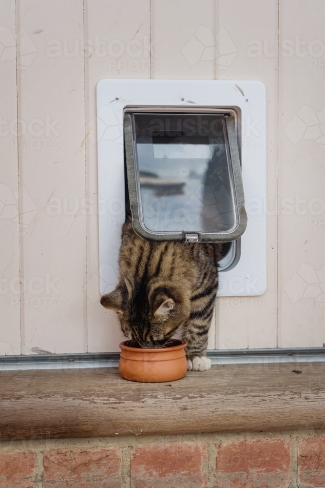 training a cat to use a cat flap with food - Australian Stock Image