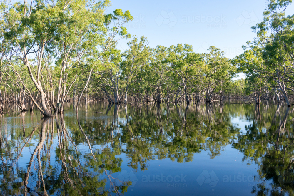 Tranquil flooded forest with calm reflective waters and lush green trees under a clear blue sky - Australian Stock Image
