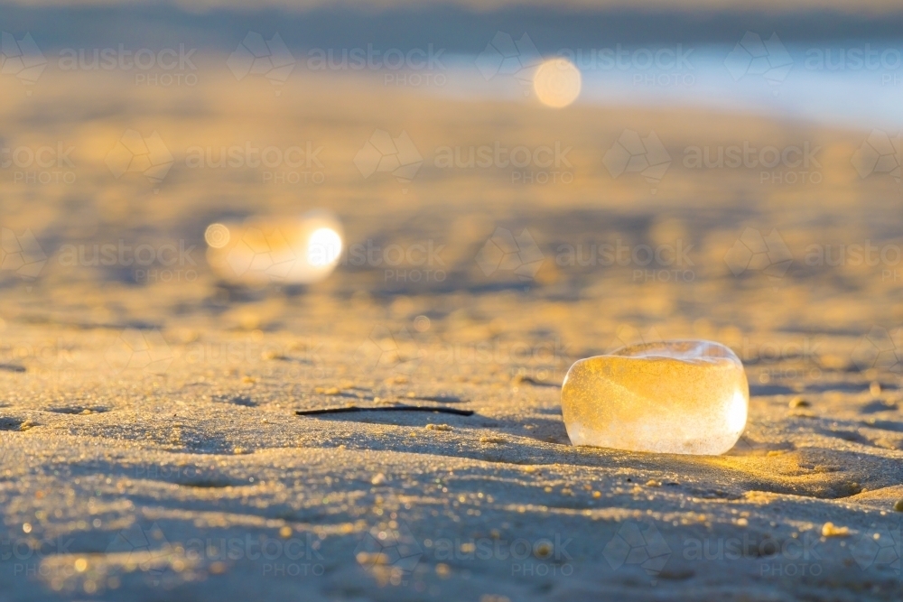 Transparent egg sacs glistening in the sunshine on a sandy beach - Australian Stock Image