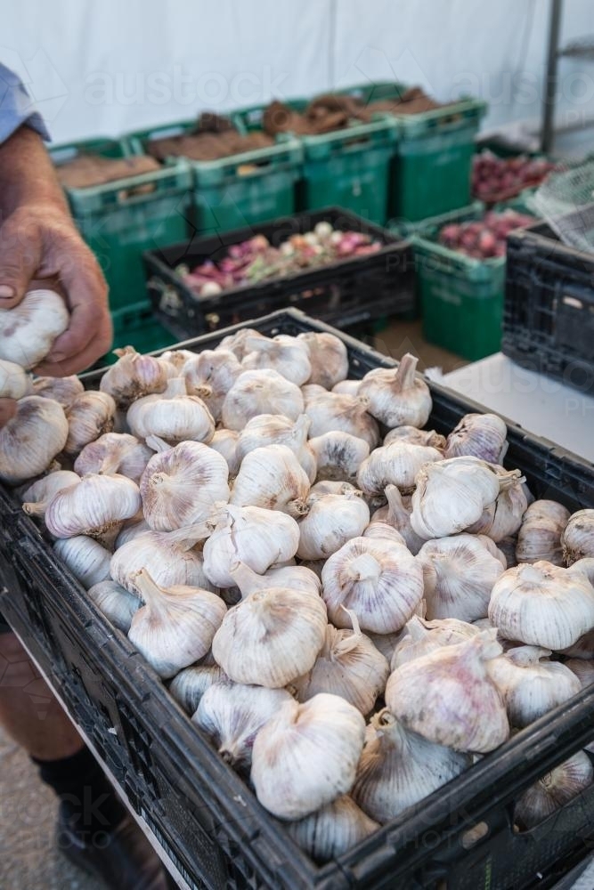 Tray of organic purple garlic at fresh veg market - Australian Stock Image