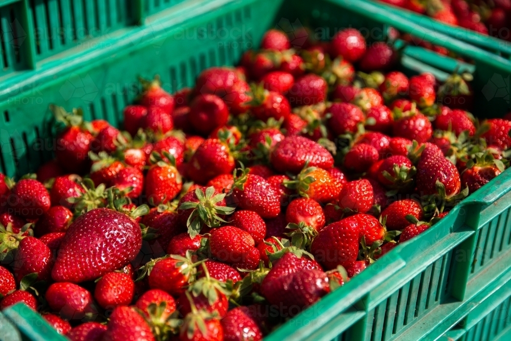 tray of strawberries in the sun - Australian Stock Image