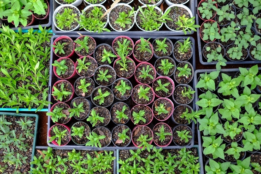 Trays of green seedlings from above - Australian Stock Image