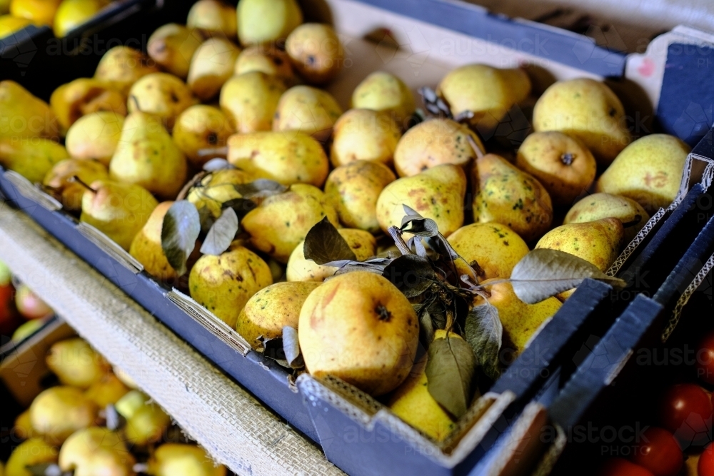 Trays of pears in organic farm shop - Australian Stock Image