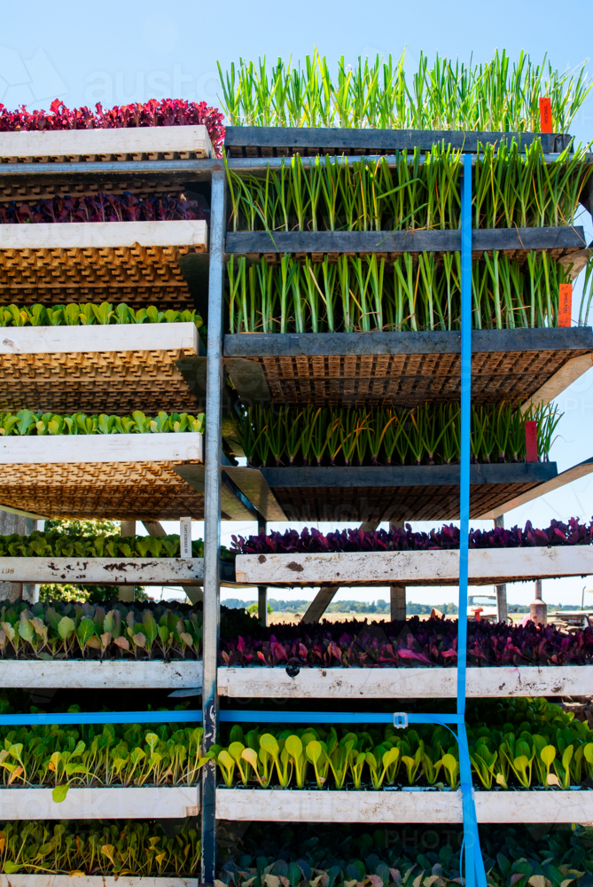 Trays of vegetable seedlings in racks - Australian Stock Image