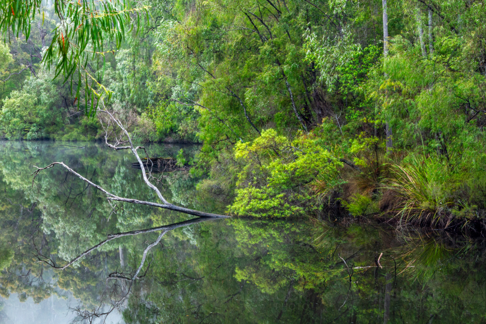 Tree and foliage reflections on the Warren River, Western Australia. - Australian Stock Image