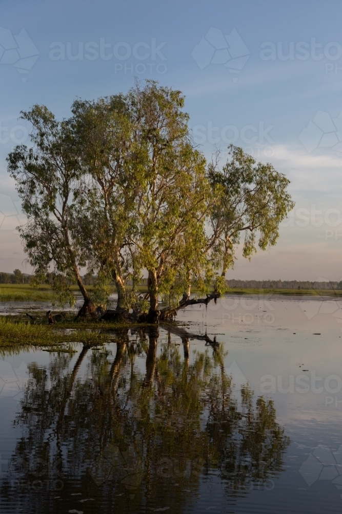 Tree and reflection at yellow waters, kakadu - Australian Stock Image