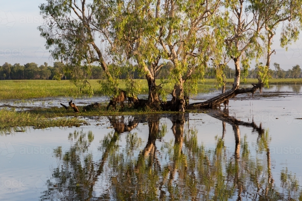 tree and reflection in the river at Kakadu - Australian Stock Image
