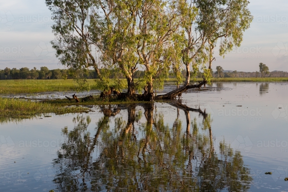 tree and reflection in the river at Kakadu - Australian Stock Image