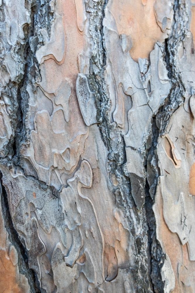 Tree Bark Texture - Australian Stock Image