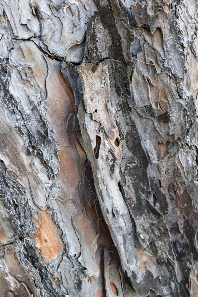 Tree Bark Texture - Australian Stock Image