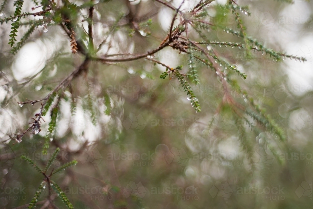 Tree branch and leaves with water droplets - Australian Stock Image