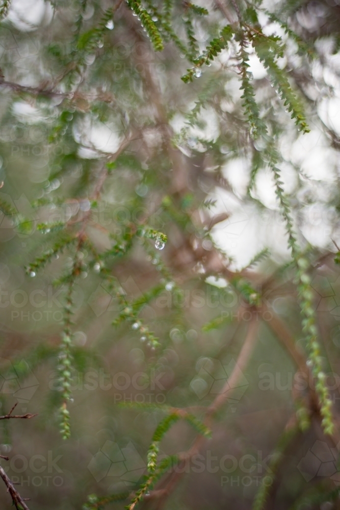 Tree branch and leaves with water droplets - Australian Stock Image