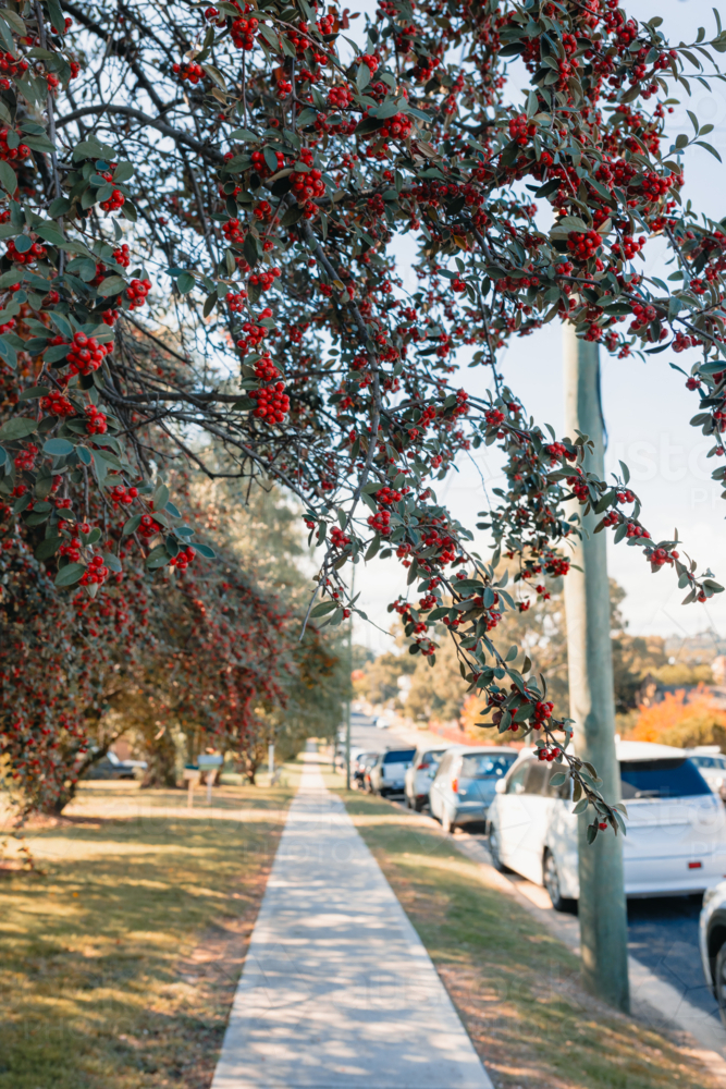 Tree branch covered in small red berries dangling over footpath - Australian Stock Image
