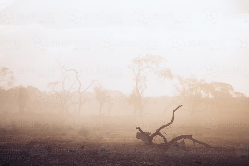 Tree branch in the dust on ground in paddock - Australian Stock Image