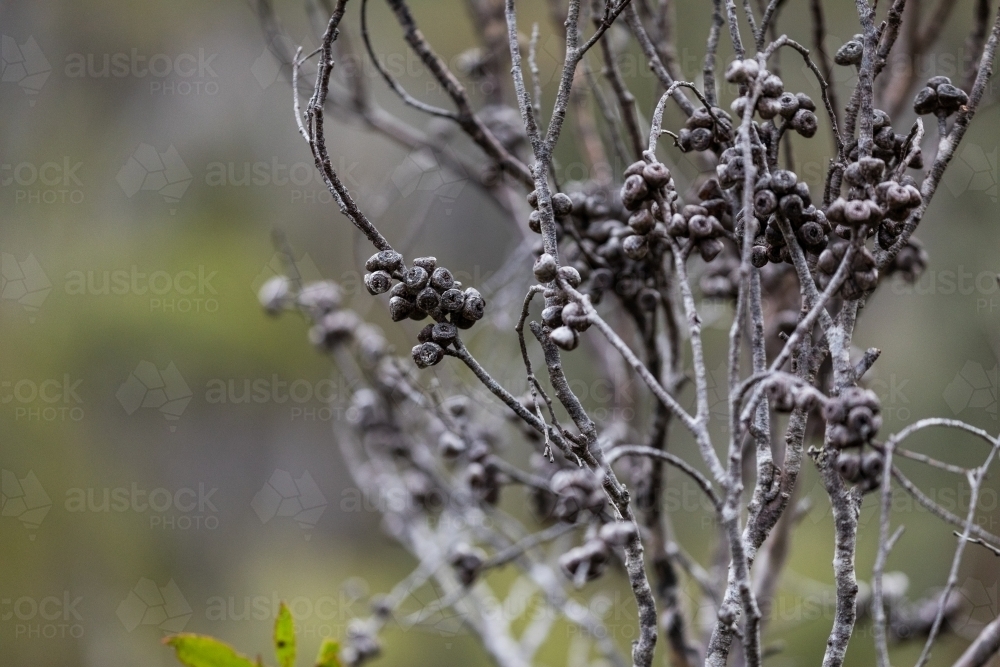 tree branch with gum nuts - Australian Stock Image