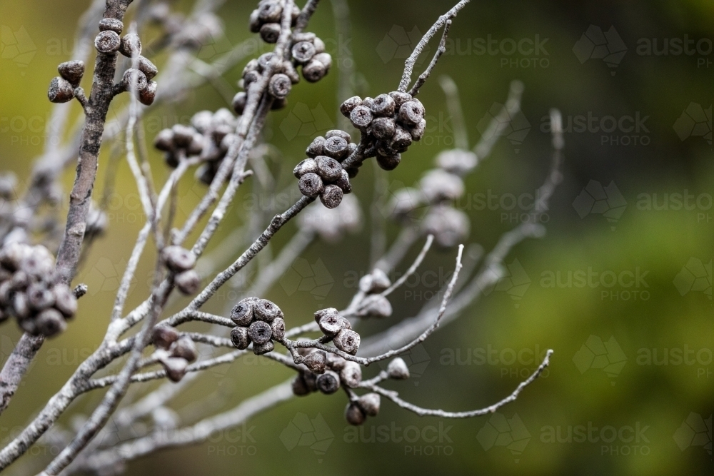 tree branch with gum nuts - Australian Stock Image