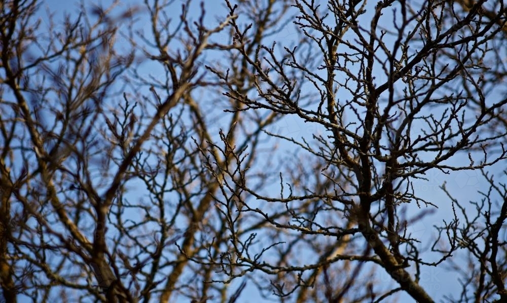 Tree branches against a light blue sky - Australian Stock Image