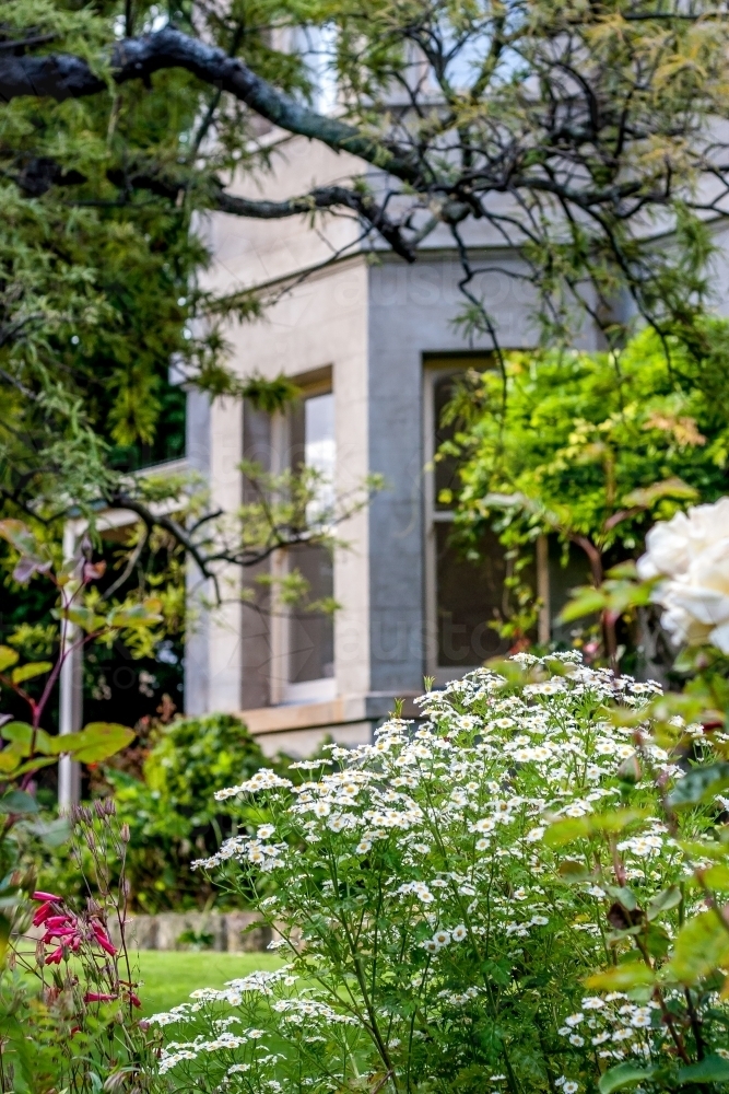 Tree branches and flowers in garden of sandstone house - Australian Stock Image