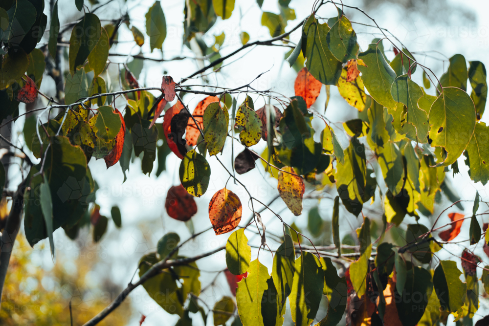 Tree branches with green and autumn hues on a sunny day. - Australian Stock Image