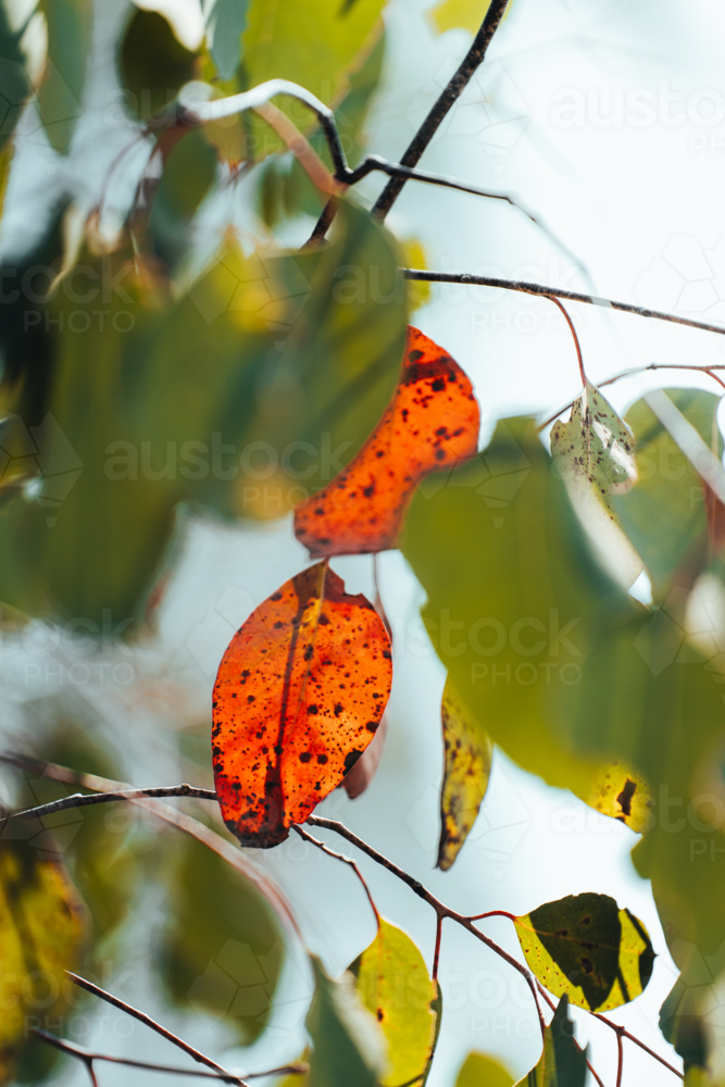 Tree branches with green and autumn hues on a sunny day. - Australian Stock Image