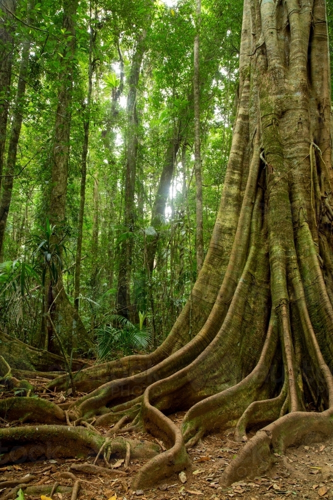 Image of Tree buttress roots in subtropical rainforest. - Austockphoto
