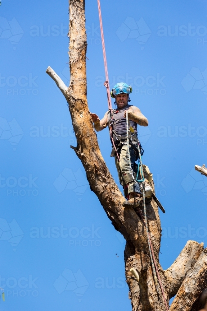 Image of Tree climber in harness with ropes up a tree Austockphoto