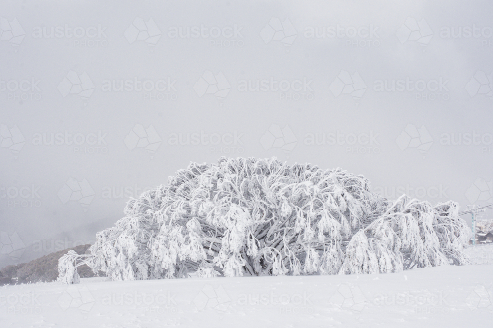 Tree covered in snow on a misty day, horizontal - Australian Stock Image