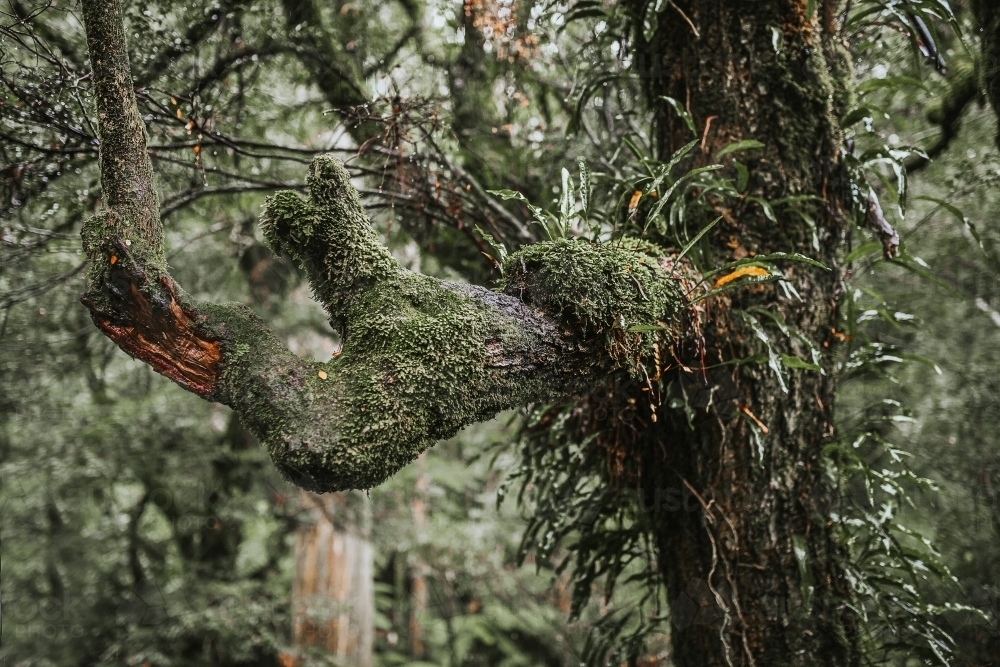 Tree covered with moss - Australian Stock Image
