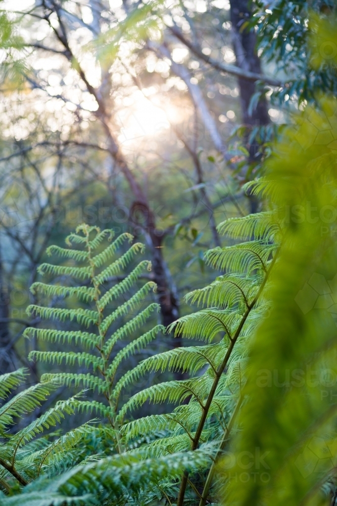 Tree fern in forest - Australian Stock Image