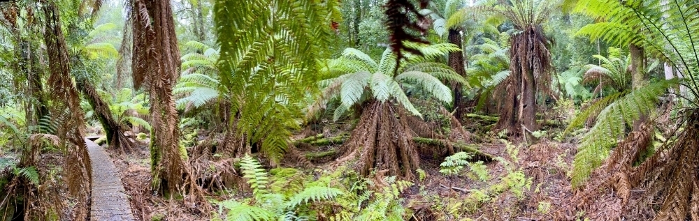 Tree fern panorama with boardwalk - Australian Stock Image