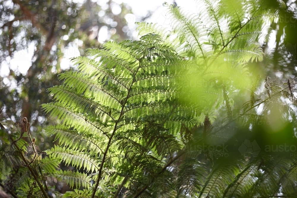 Tree ferns - Australian Stock Image