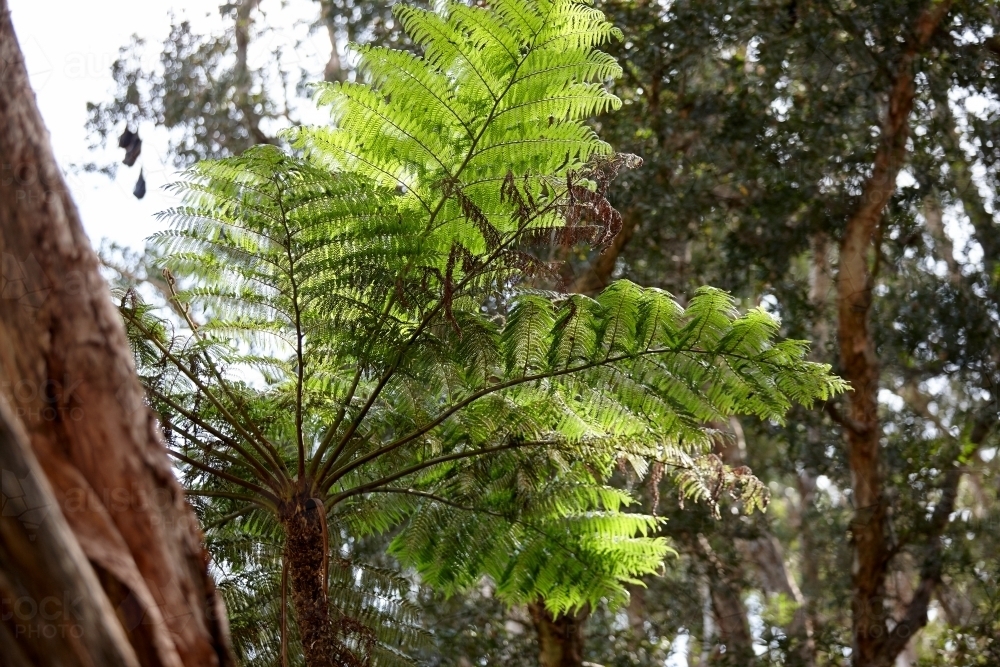 Tree ferns - Australian Stock Image