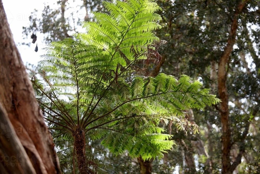 Tree ferns - Australian Stock Image