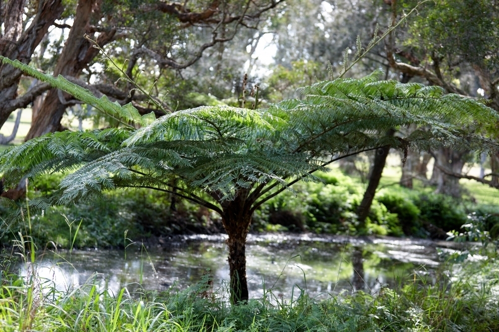 Tree ferns - Australian Stock Image