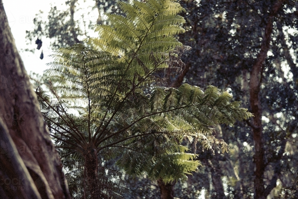 Tree ferns - Australian Stock Image
